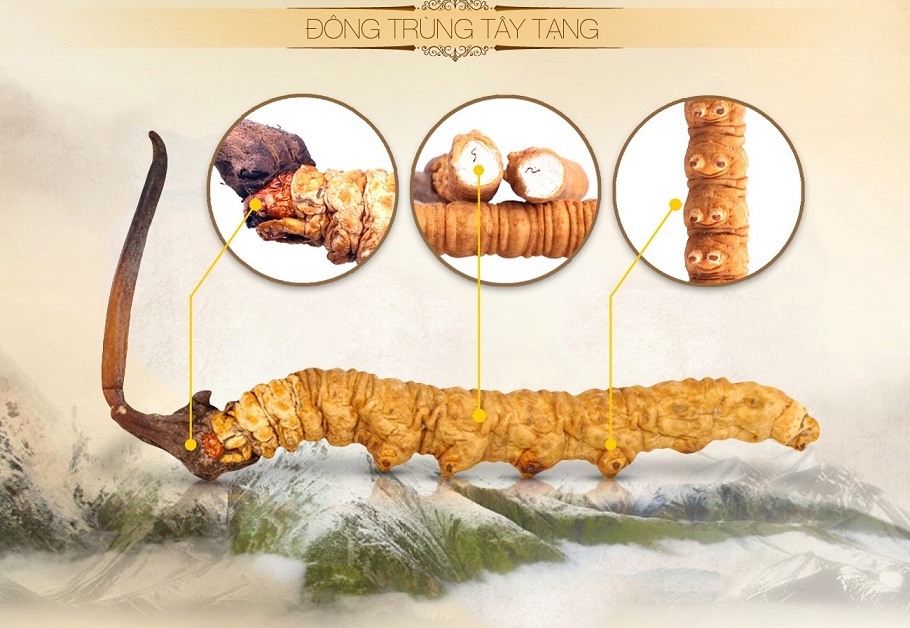 Thành phần và tác dụng của Con đông trùng hạ thảo Thành phần và tác dụng của Con đông trùng hạ thảo