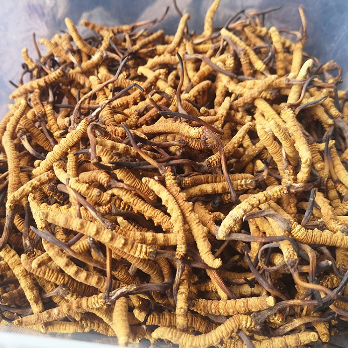 Đông trùng hạ thảo Tây Tạng bao nhiêu tiền 1 kg